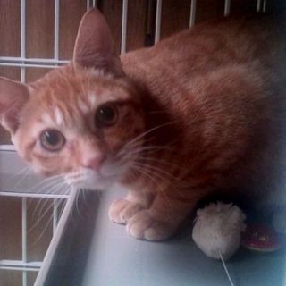 他の里親募集で決定しました