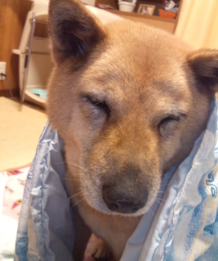 老犬ゆずちゃん 埼玉県 犬の里親募集 ペットのおうち 月間利用者150万人