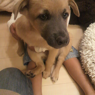 内弁慶の幼犬太郎くん