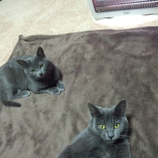 ロシアンブルーのMIX　ブルーグレーの仔猫