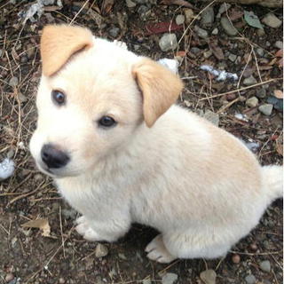 かわいいクリームくん