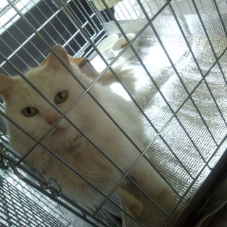 ペルシャMIX　真っ白な猫