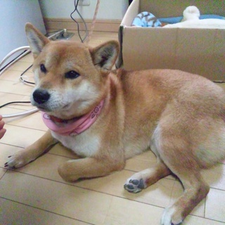 急募！　愛ちゃんの里親お願いします