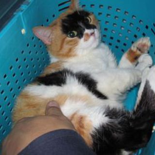 可愛すぎの三毛ちゃんありがとうございました