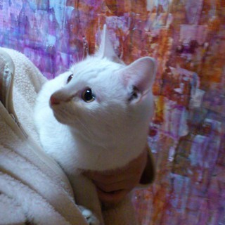 火事にあった猫（３/５）