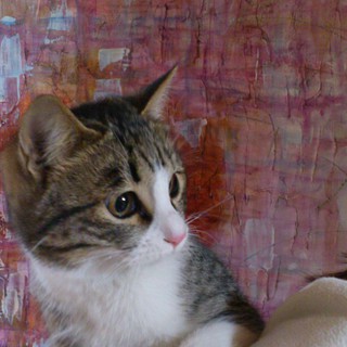 災害にあった知人の愛猫（４/５）