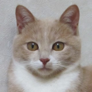 イケニャン　ミルキー