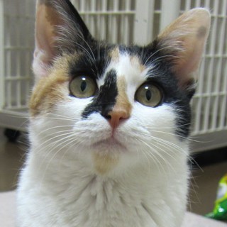 さくら　甘えん坊