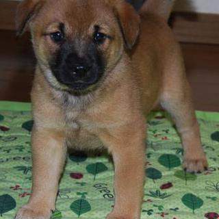澄んだ瞳のチョコ 　大阪・京都・東海地域でも募集しています