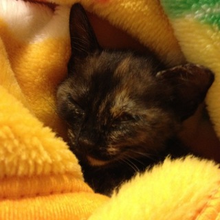 5か月のネコです