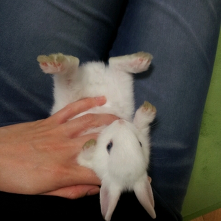 生後３～４か月の真っ白雑種ウサギ　雄雌