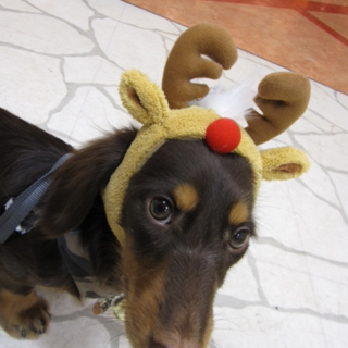 ミニチュアダックス（チョコタン）※初期準備不要です！：本当に優しそうな新しいお母さんが出来ました。たくさんの応募本当にありがとうございました！！