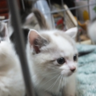 子猫の里親募集