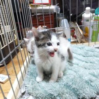 子猫の里親募集