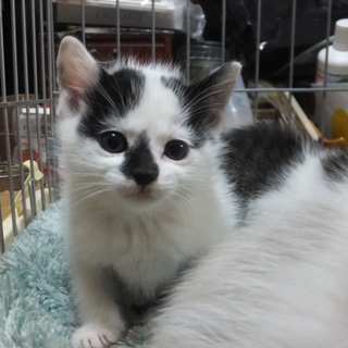 子猫の里親募集