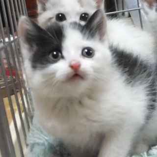 子猫の里親募集