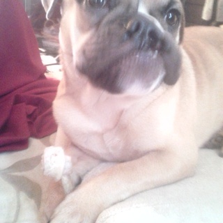 かわいいブルパグ