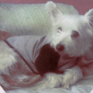 急ぎで犬の里親探しています。（里親さん決まりました）