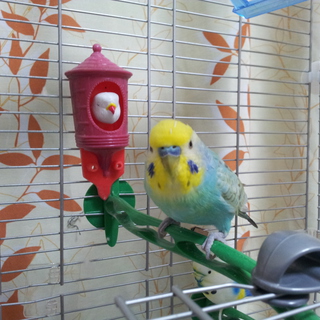 良い里親さんに出会えました！皆様に感謝です！