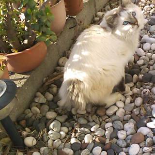 長毛ちゃんです！