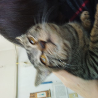 病院にすてられていた　みーちゃんの里親さま募集