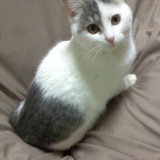 甘えん坊　グランちゃんの里親さま募集