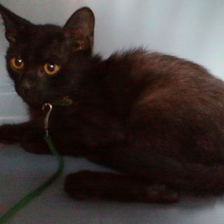 黒猫　こうへいくんの里親さま　募集