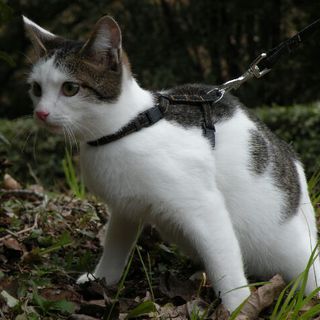 捨てられた４匹全て里親決定しました。ありがとうございました。