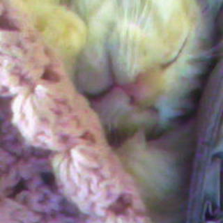 幸せの鍵シッポ