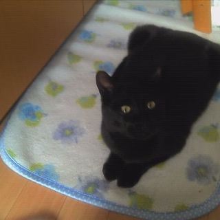 ありがとうございました。