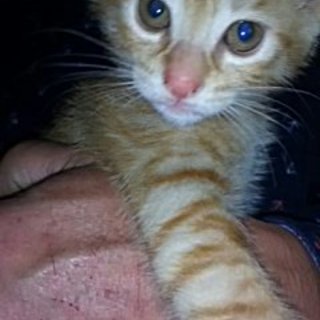 子猫が三匹生まれました！