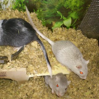 カラージャービル