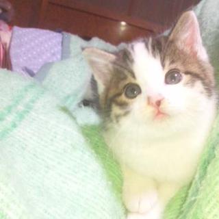 子猫　トラx白(♀)　黒x白(♂)