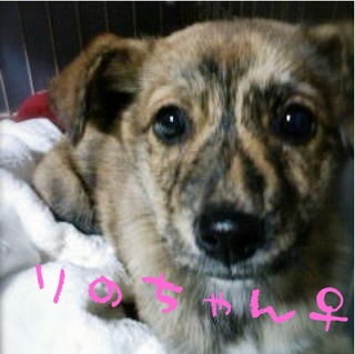 虎毛＜プリンドル＞姉妹子犬のご家族募集！