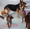 虎毛＜プリンドル＞姉妹子犬のご家族募集！ サムネイル5