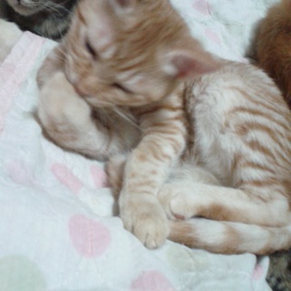 里親様を探しています