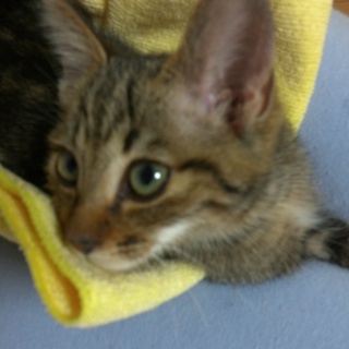 里親さん見つかりました！ありがとうございました。