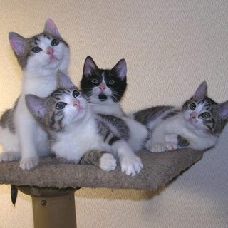 子猫の里親さん募集