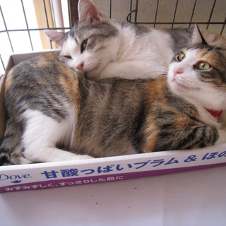 （募集一時停止中）美猫！三毛猫母娘の里親さん募集