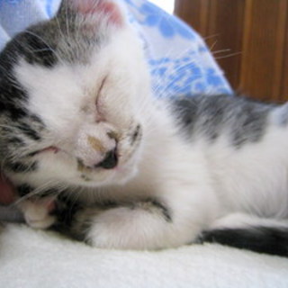 ゴマ塩模様の可愛い女の子