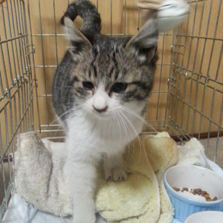 子猫の里親募集中