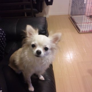 里親さん募集です！