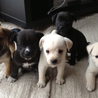 仔犬の里親になってください。