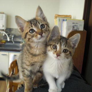 お問い合わせ多数のため