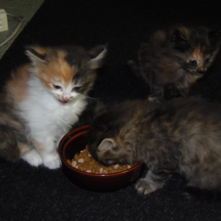 かわいがってくれる里親募集！