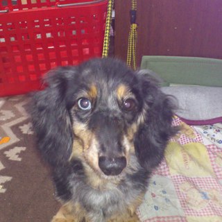 新しい里親が決まりました