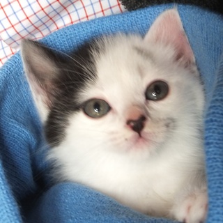 子猫の里親募集