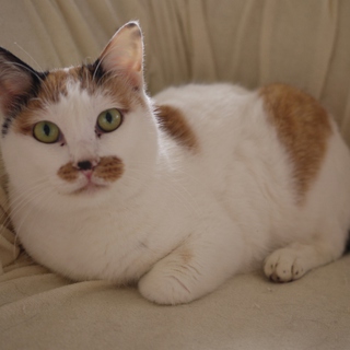 【関東近郊お届け】おっとり三毛ちゃん