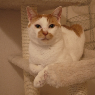 【関東近郊お届け】気弱な白茶くん