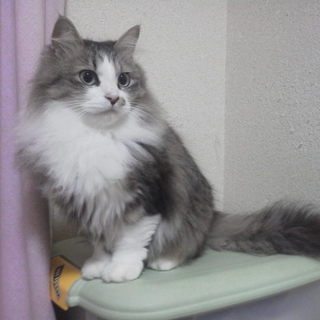 ペルシャハーフの女の子